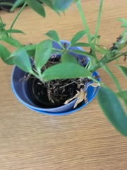 Heptapleurum arboricola