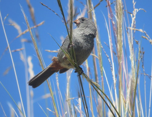Catamenia inornata