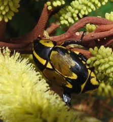 Rutela