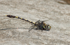 Progomphus obscurus