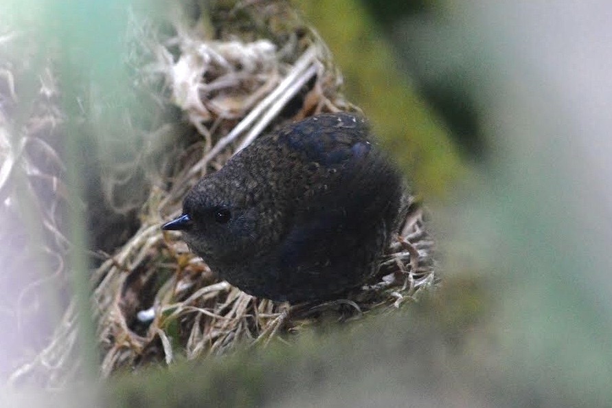 Magellanic Tapaculo