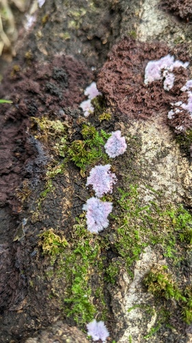 Punctularia atropurpurascens