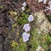 Punctularia atropurpurascens