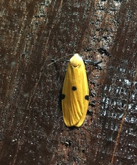 Lithosia yuennanensis