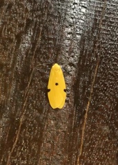 Lithosia yuennanensis