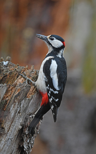 Pico picapinos (Dendrocopos major)