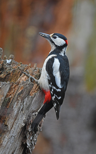 Buntspecht (Dendrocopos major)