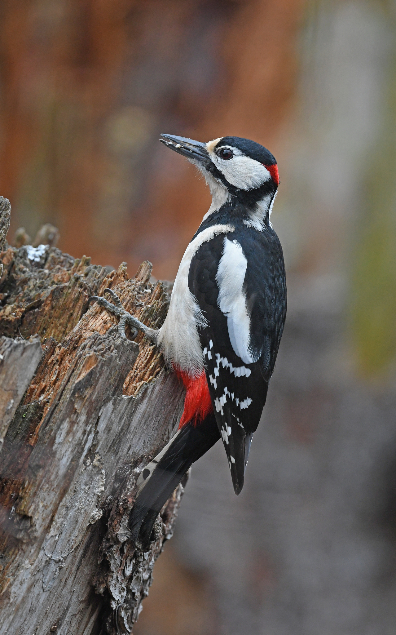 Great Spotted Woodpecker (Dendrocopos major)