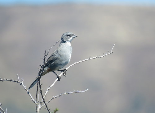 Diuca diuca