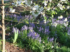 Hyacinthoides hispanica