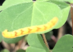 Eupithecia miserulata