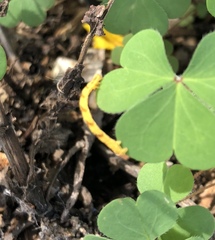 Eupithecia miserulata