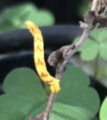 Eupithecia miserulata
