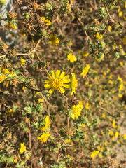 Centromadia parryi australis