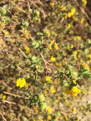 Centromadia parryi australis