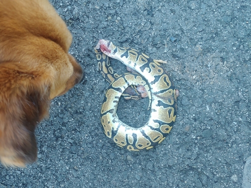 Snake