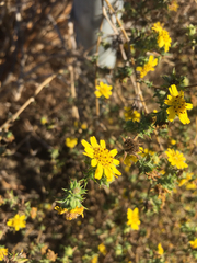 Centromadia parryi australis