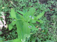 Myosotis cespitosa