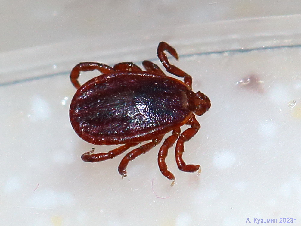 Иксодовый клещ Haemaphysalis punctata