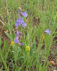 Penstemon leiophyllus