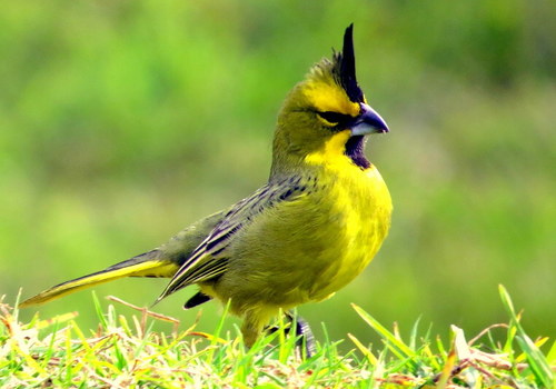 Yellow Cardinal
