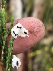 Erica pseudocalycina