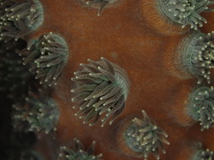 Duncanopsammia peltata