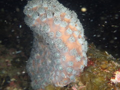 Duncanopsammia peltata