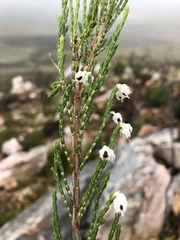 Erica pseudocalycina