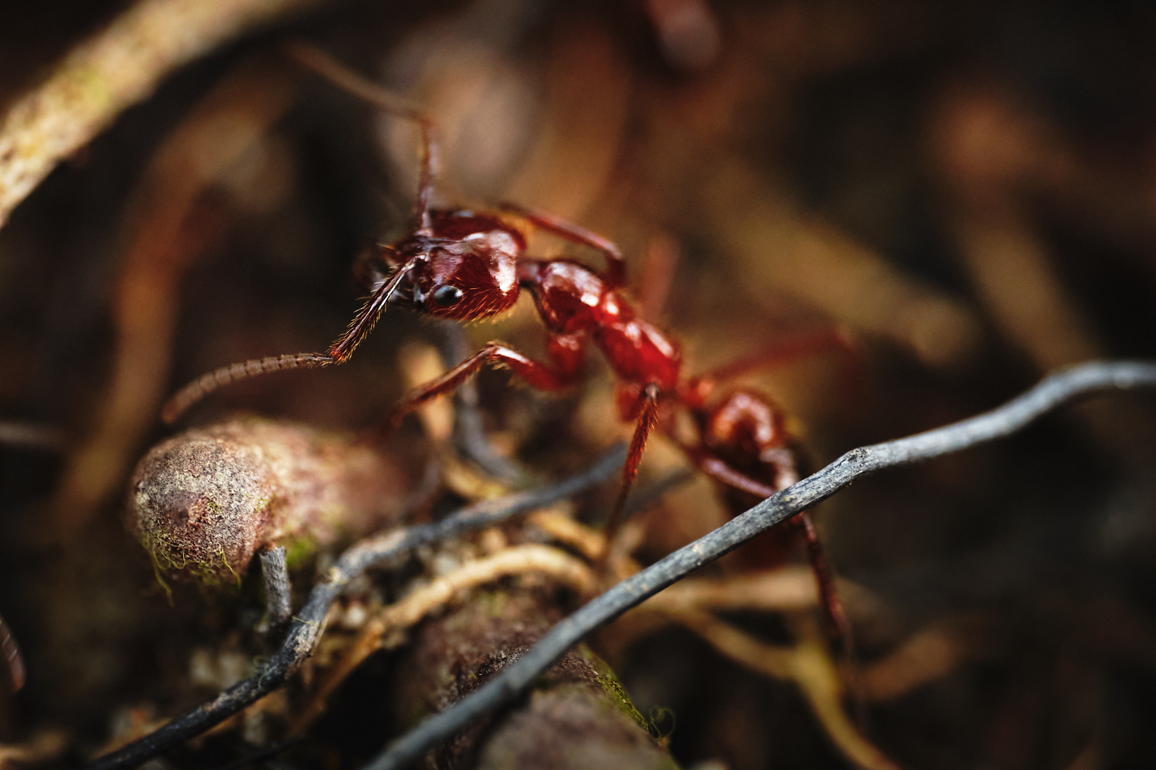 Leptogenys processionalis distinguenda