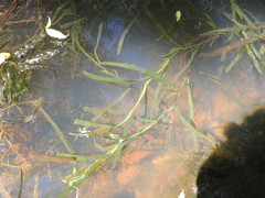 Potamogeton ochreatus