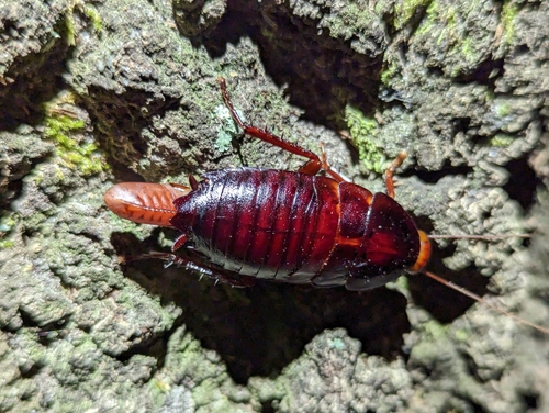Florida Woods Cockroach photo 3