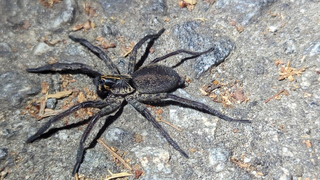 Sosippus janus