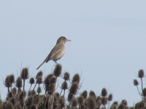 Agriornis micropterus