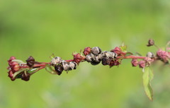 Orsilochides scurrilis