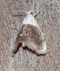 Lipocosmodes fuliginosalis