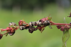 Orsilochides scurrilis