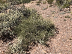 Ephedra trifurca
