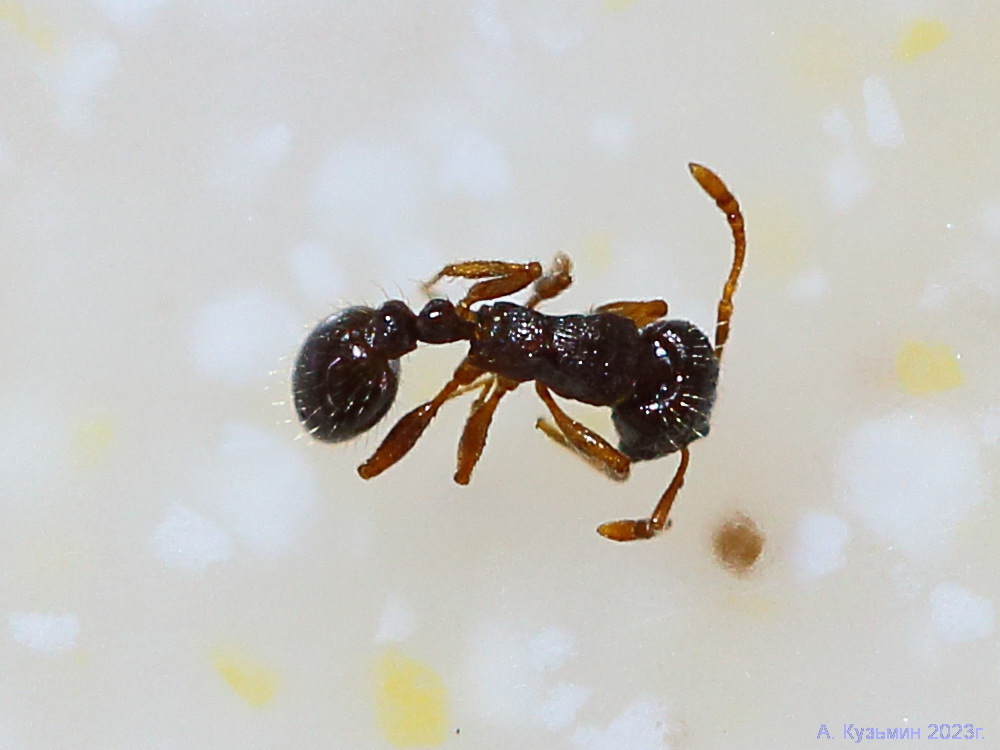 Дерновый Муравей (Tetramorium caespitum)
