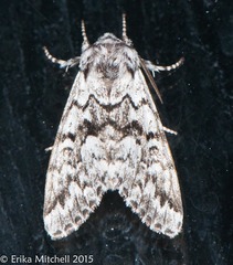 Panthea acronyctoides