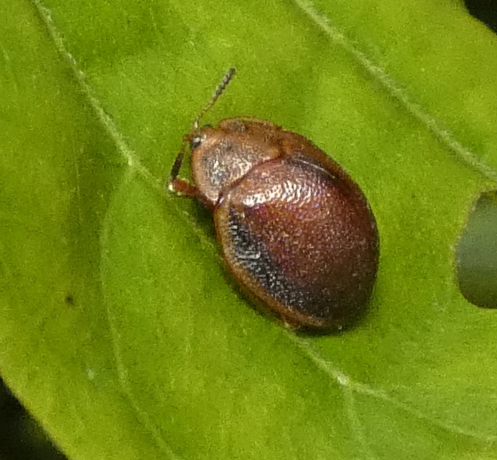 Chelymorpha marginata