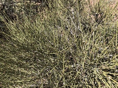 Ephedra trifurca