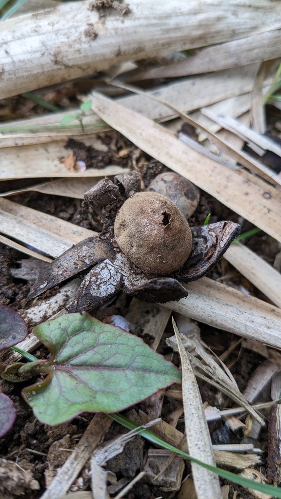 Astraeus hygrometricus · April 2023 · photo: © atsushi_nakajima_cirque (iNaturalist, cc-by)