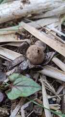 Astraeus hygrometricus