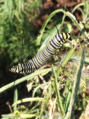 Danaus plexippus
