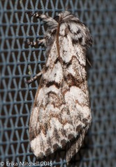 Panthea acronyctoides