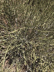 Ephedra trifurca