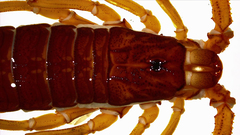 Centruroides edwardsii