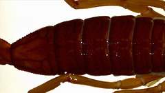 Centruroides edwardsii