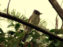 Contopus fumigatus
